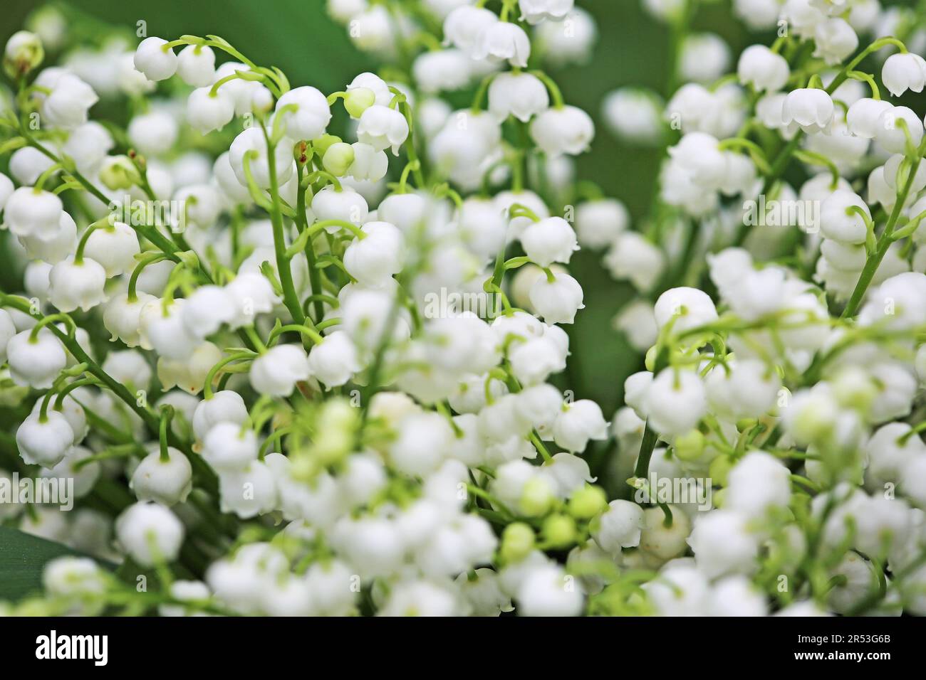 Convallaria flowers Stock Photo