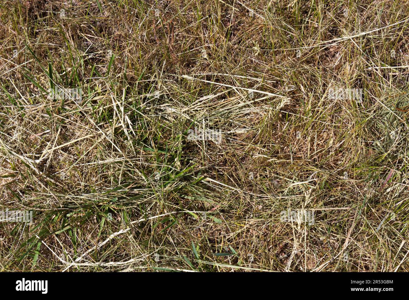 Texture of natural background of straw, dry grass Stock Photo Alamy