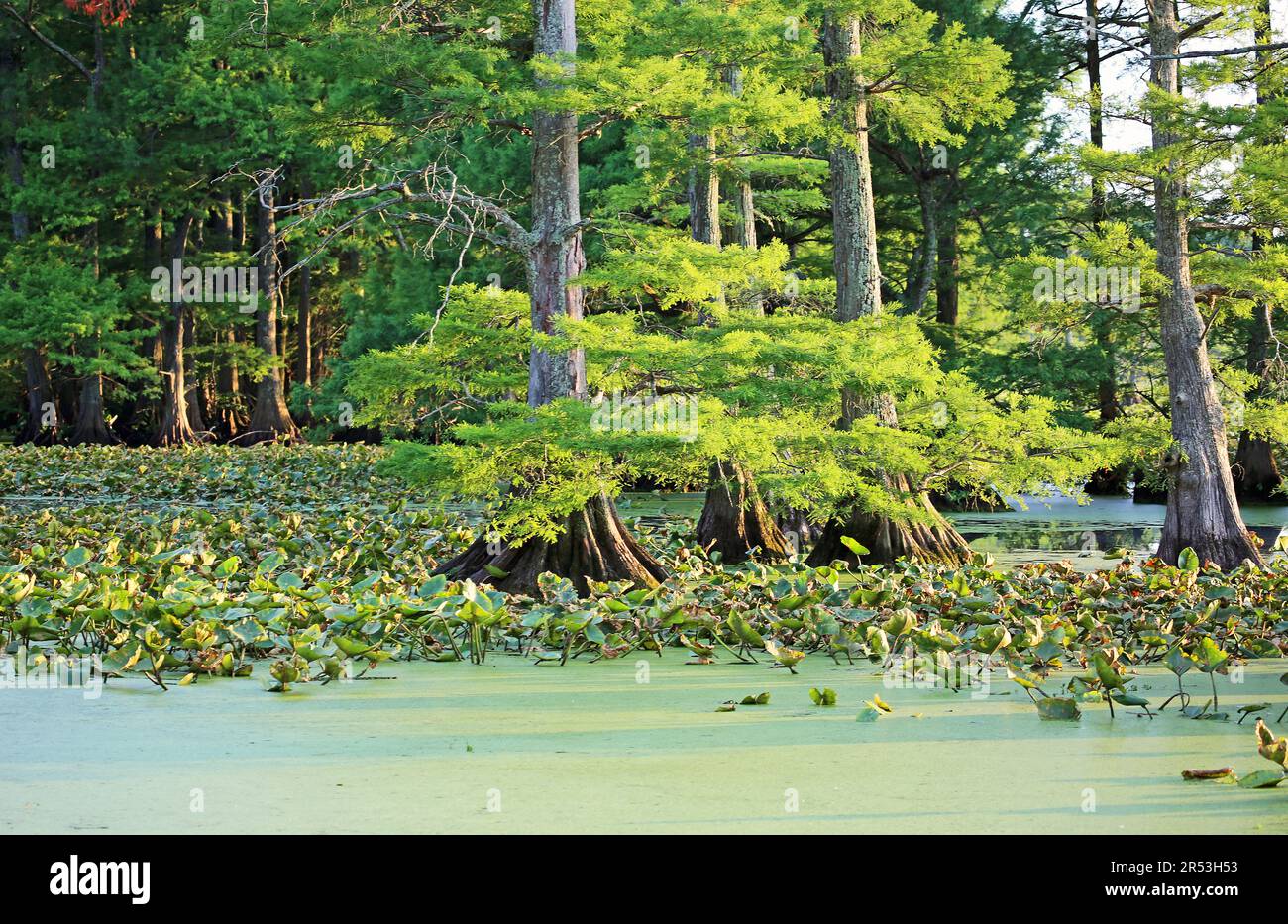 Green Reelfoot Lake Stock Photo