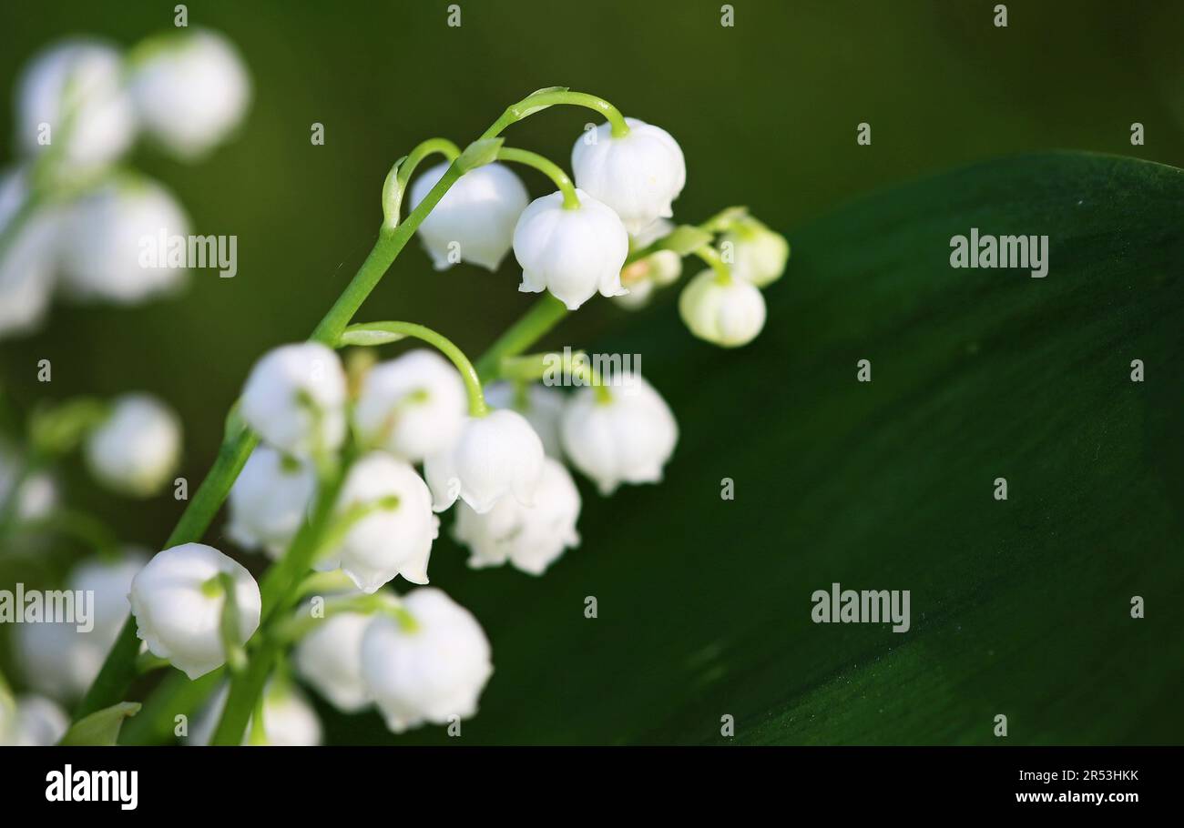 Convallaria on dark background Stock Photo