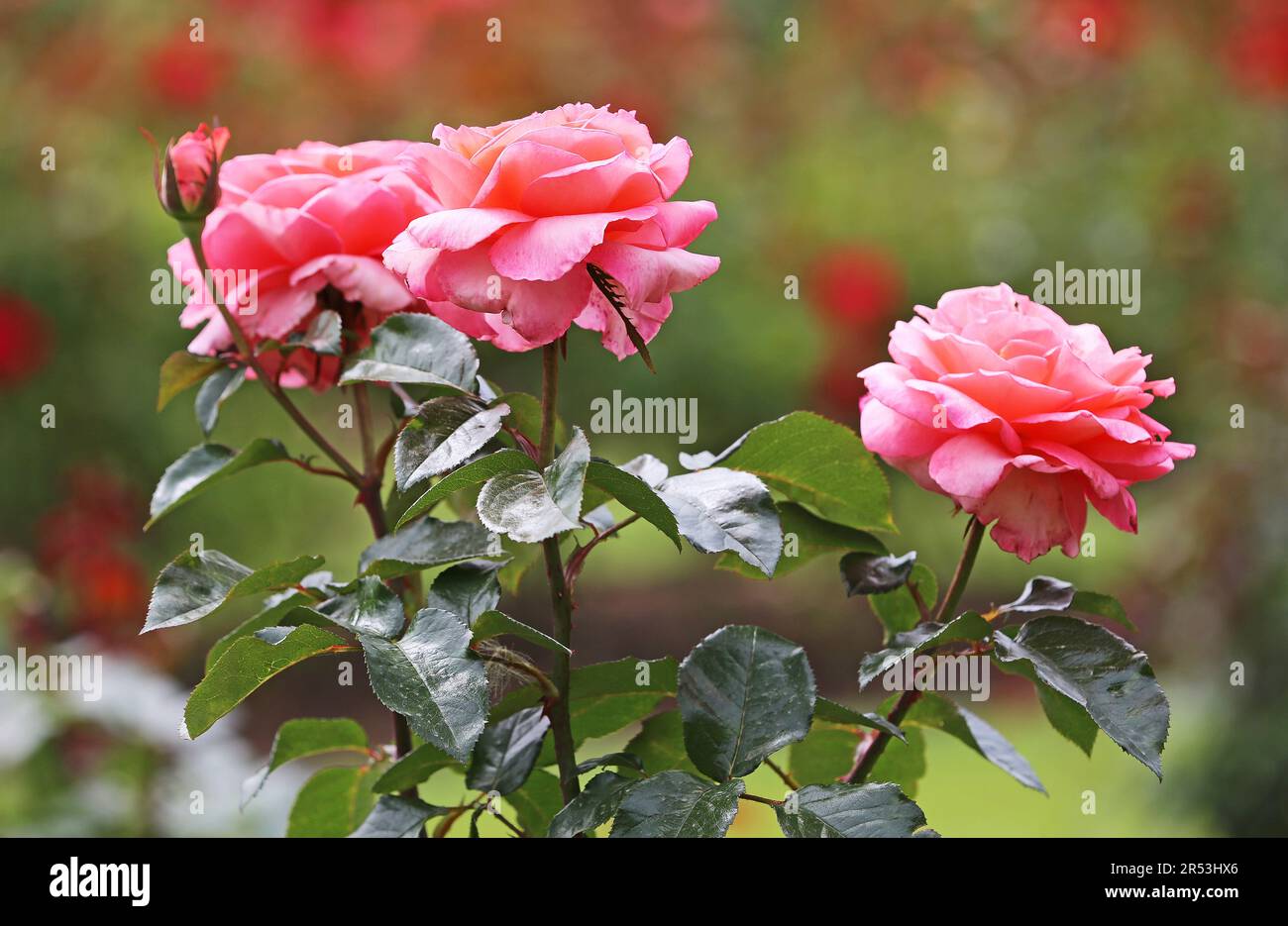 Three roses Stock Photo