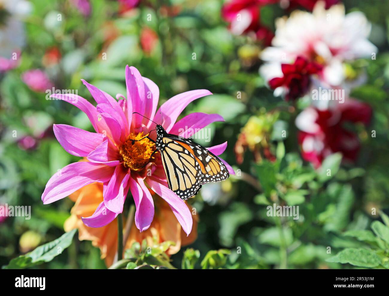Monarch on dahlia Stock Photo
