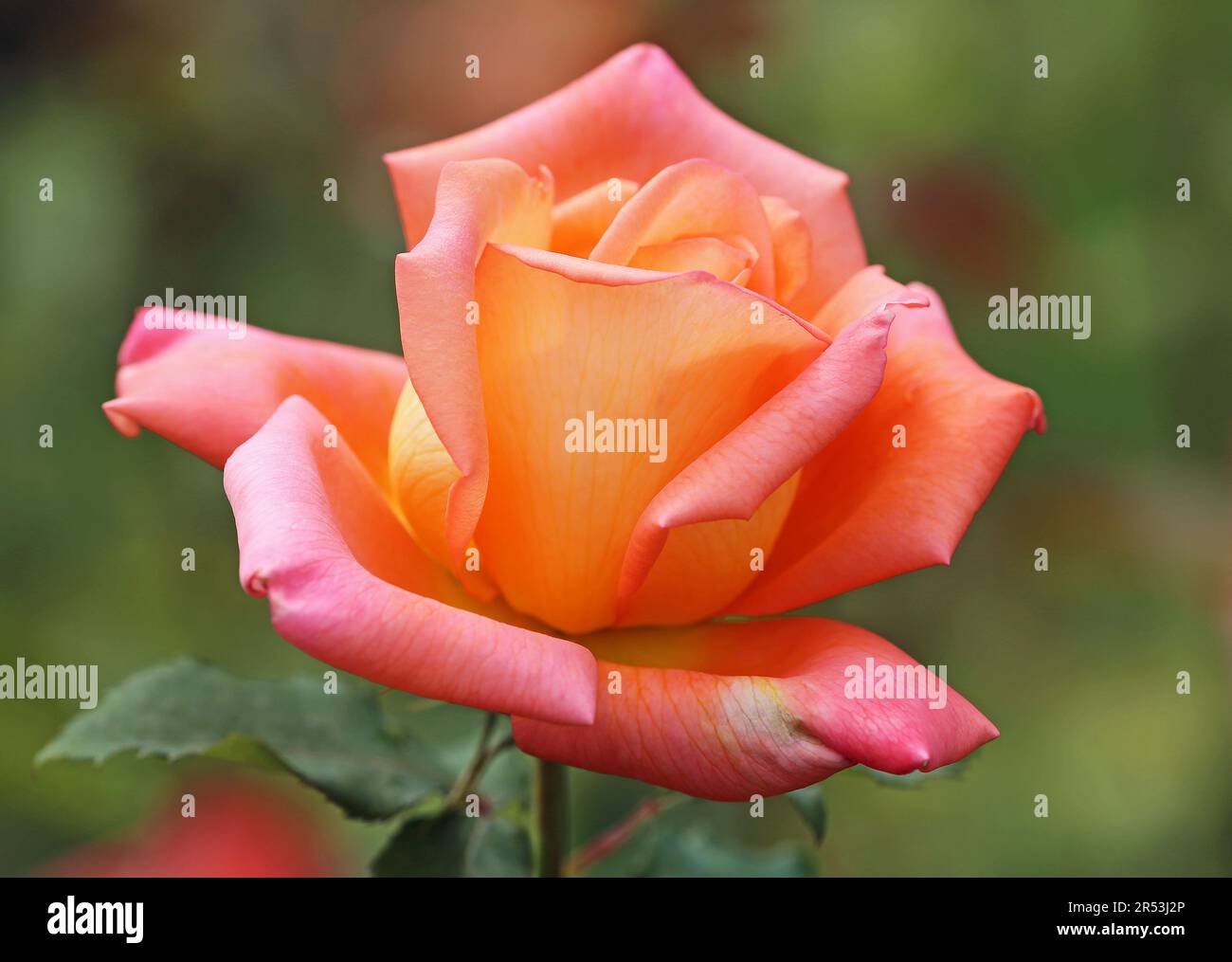 Rose close up Stock Photo