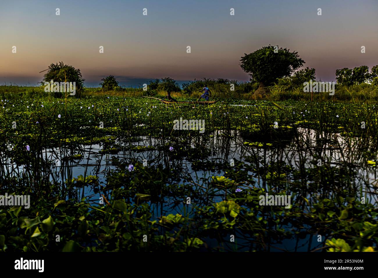 Evening atmosphere on the Shire River. In the background fishermen in their dugout can be seen paddling along the border fence to the national park. Liwonde National Park, Malawi. Monet's water lilies in African. Before the boats reach the Shire River, they have to maneuver through a web of aquatic plants Stock Photo