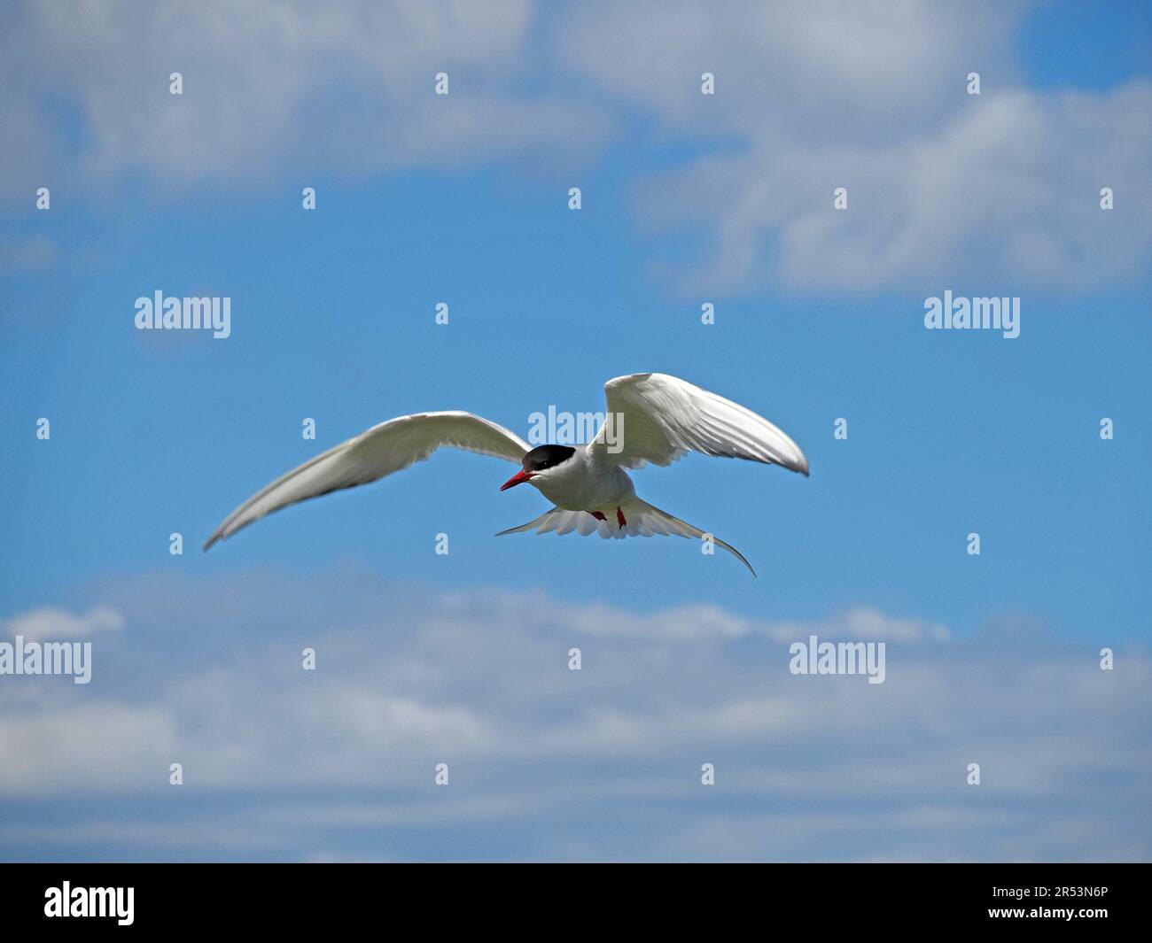 Arctic Tern (Sterna paradisaea) flying with outstretched wings and tail against blue sky above Farne Islands, Northumbria, England, UK Stock Photo