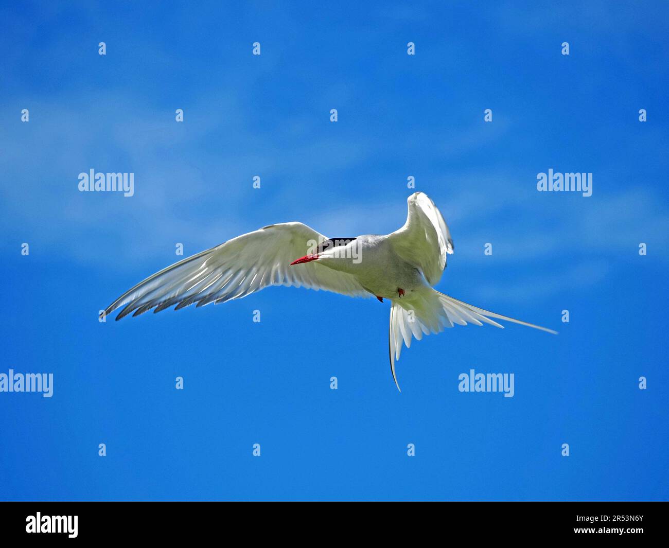 Arctic Tern (Sterna paradisaea) flying with outstretched wings and tail against blue sky above Farne Islands, Northumbria, England, UK Stock Photo