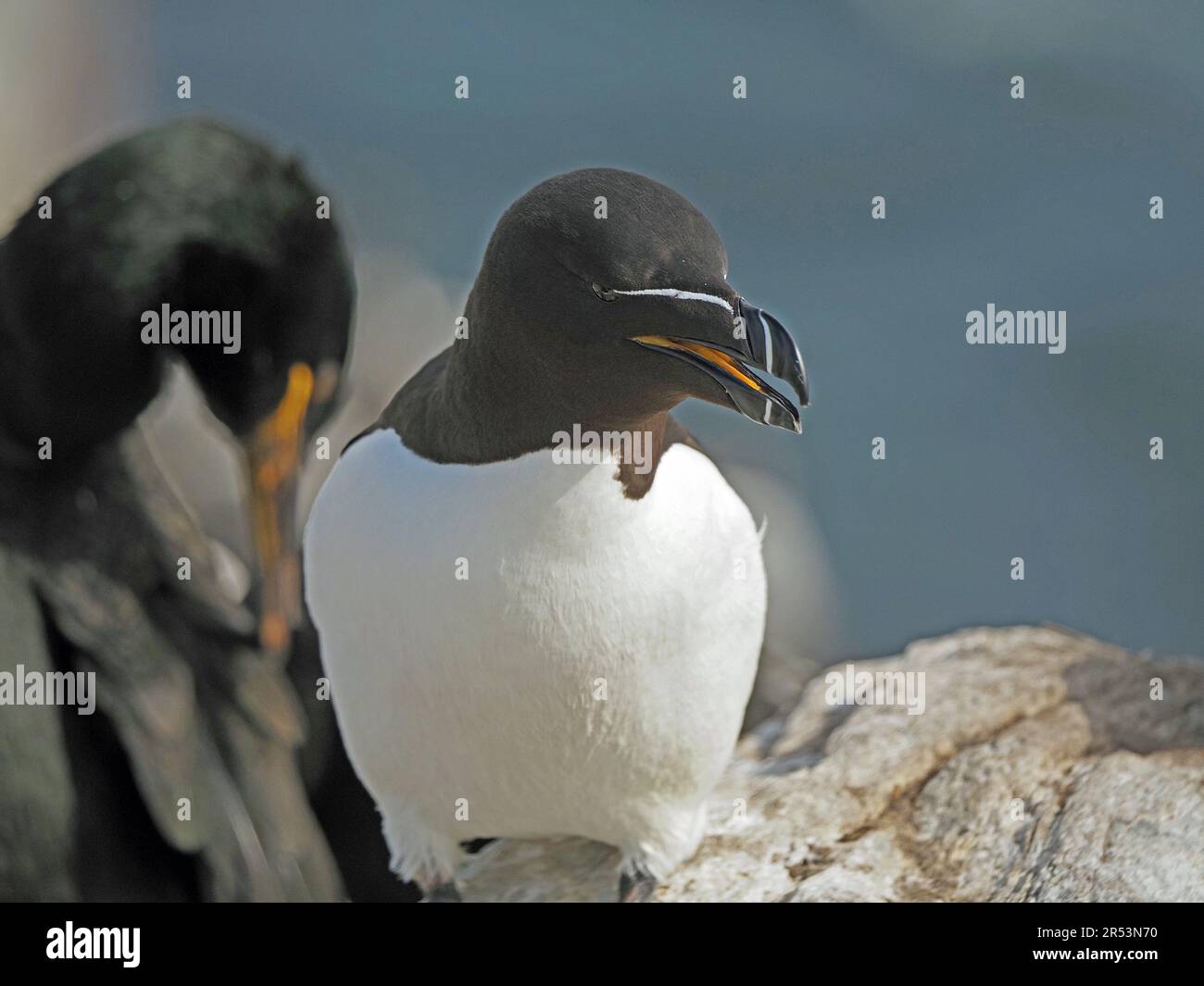 Razor beak hi-res stock photography and images - Alamy