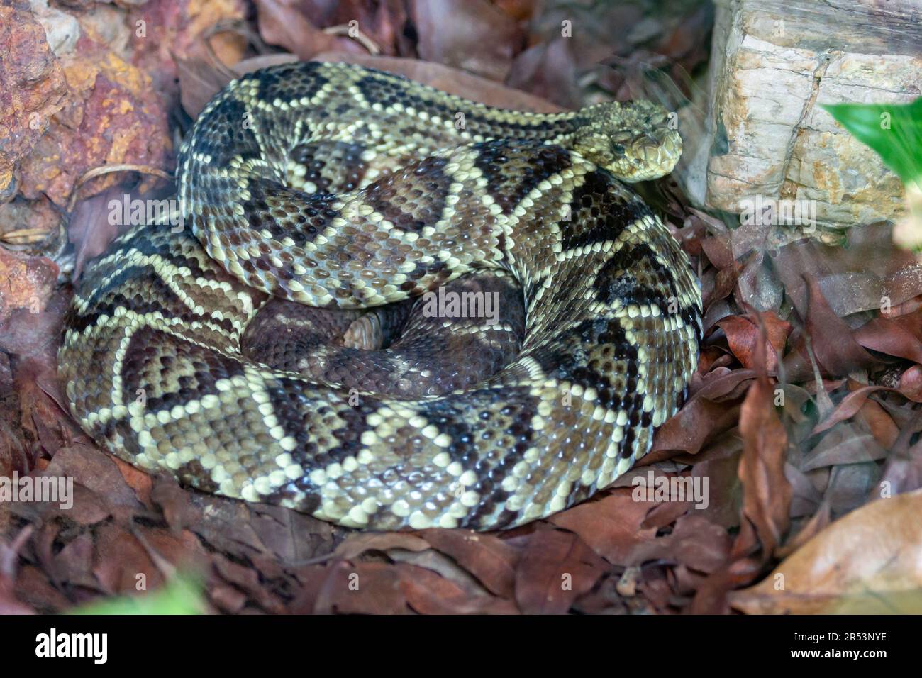 Brazilian Rattle Large Brazilian rattlesnake in closeup Stock Photo - Alamy