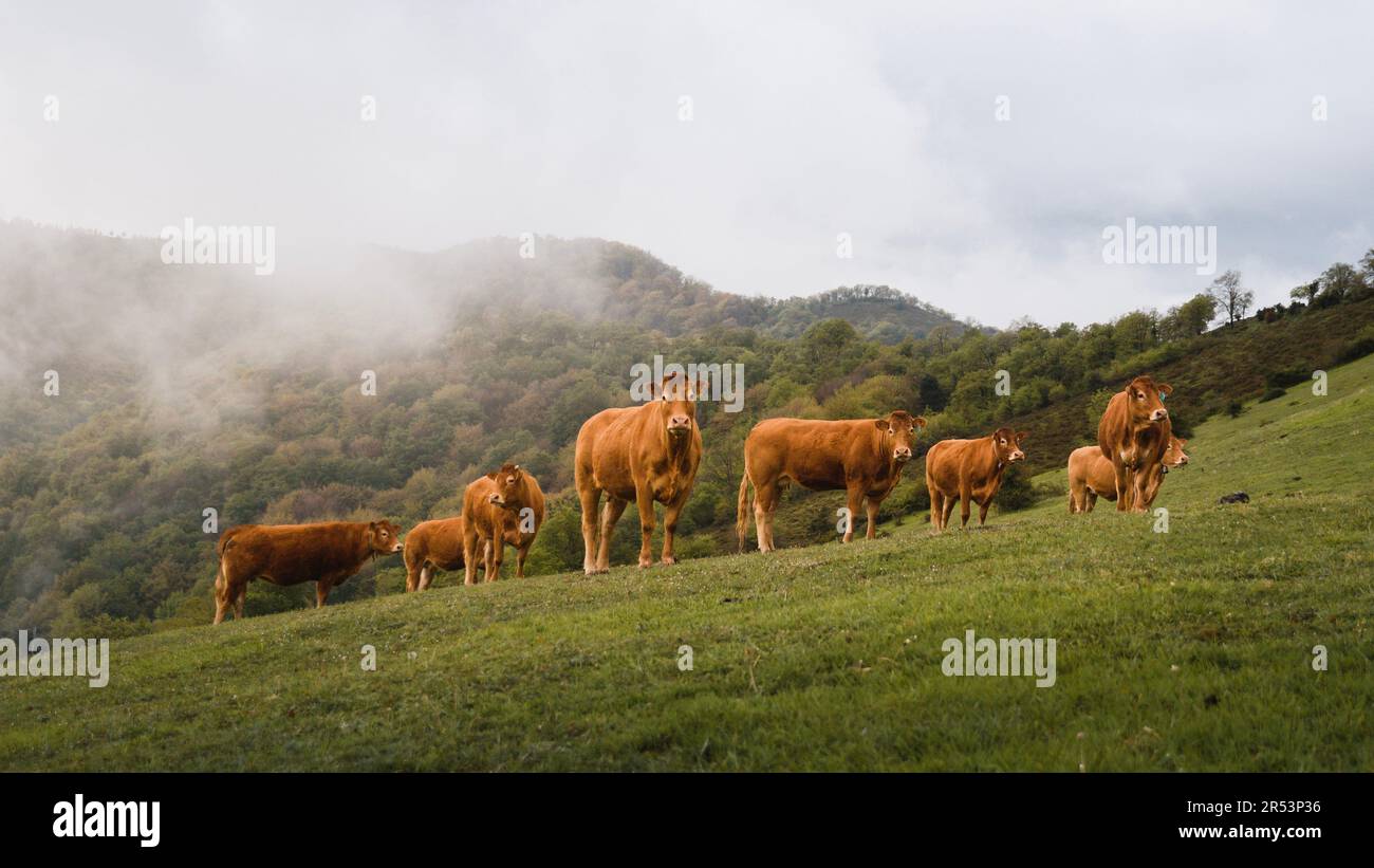 group of beef cows or cattle on the green mountain in the rural environment of aiaralde in the Basque Country Stock Photo
