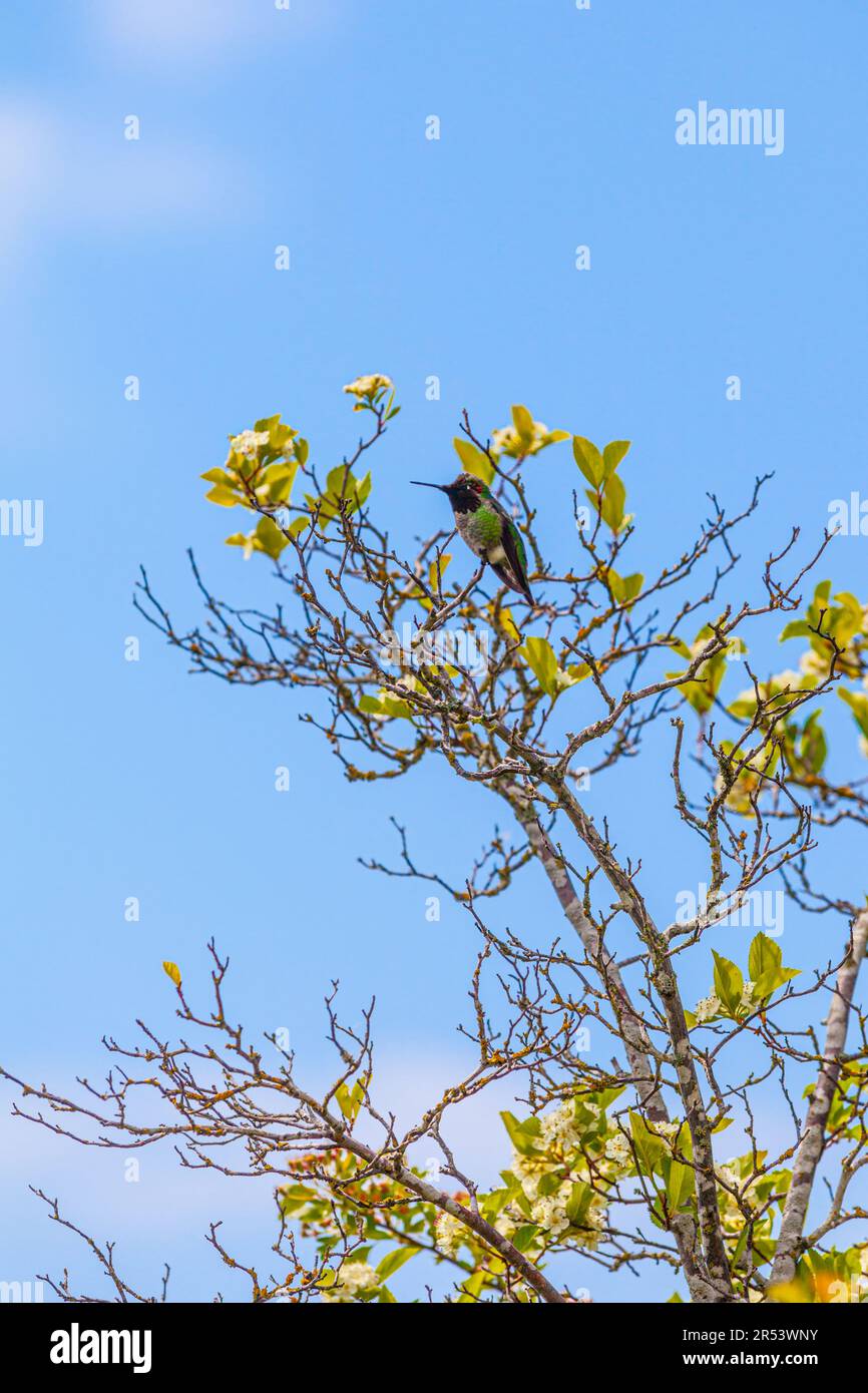 Anna's Hummingbird perched on a tree in Steveston British Columbia Canada Stock Photo