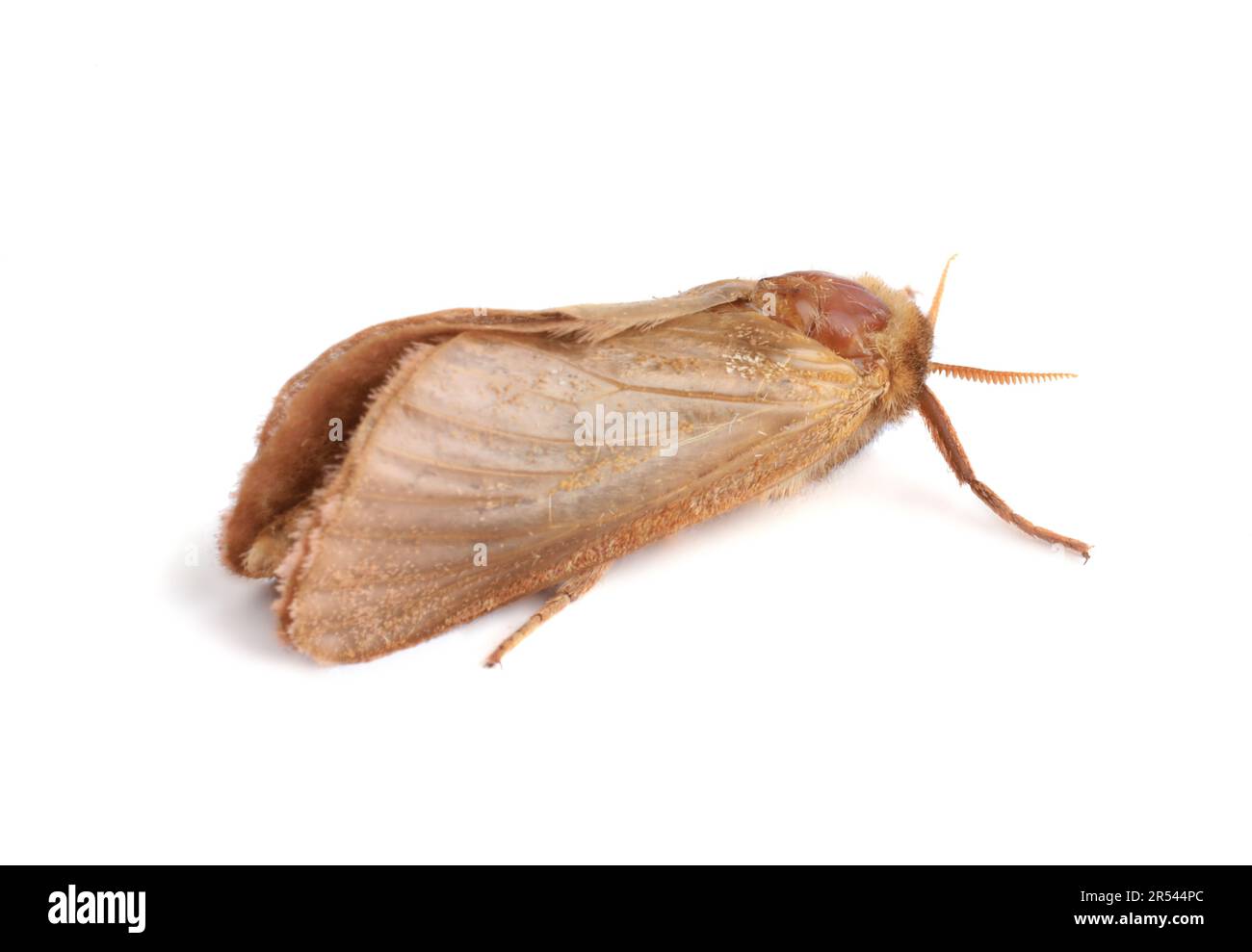 Brown common clothing moth isolated on white Stock Photo Alamy
