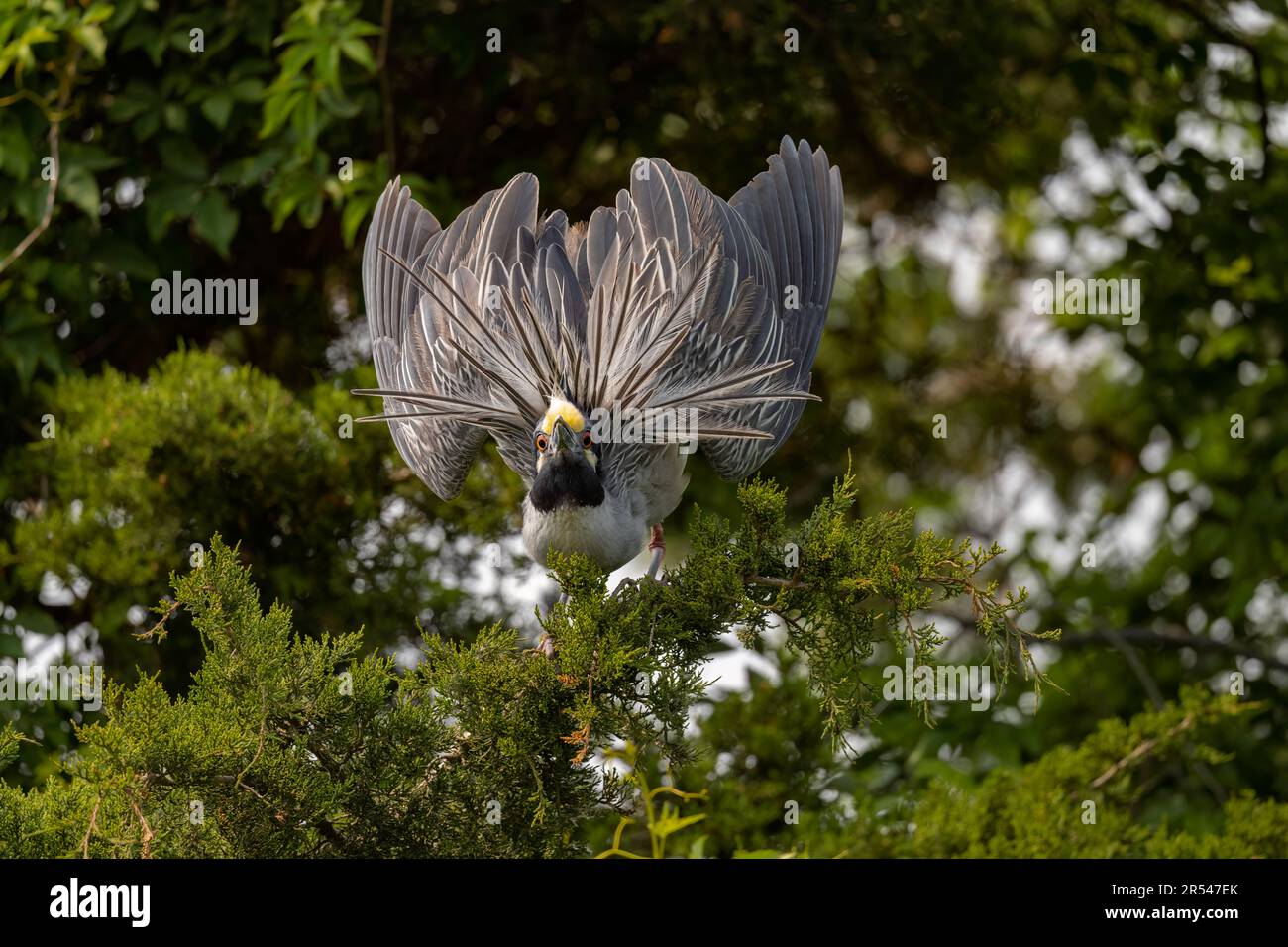 Yellow-Crowned Night Heron Breeding Display Stock Photo - Alamy