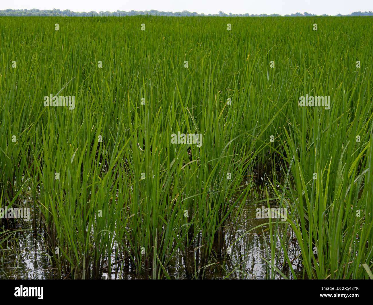 Farming in louisiana hi-res stock photography and images - Page 2 - Alamy