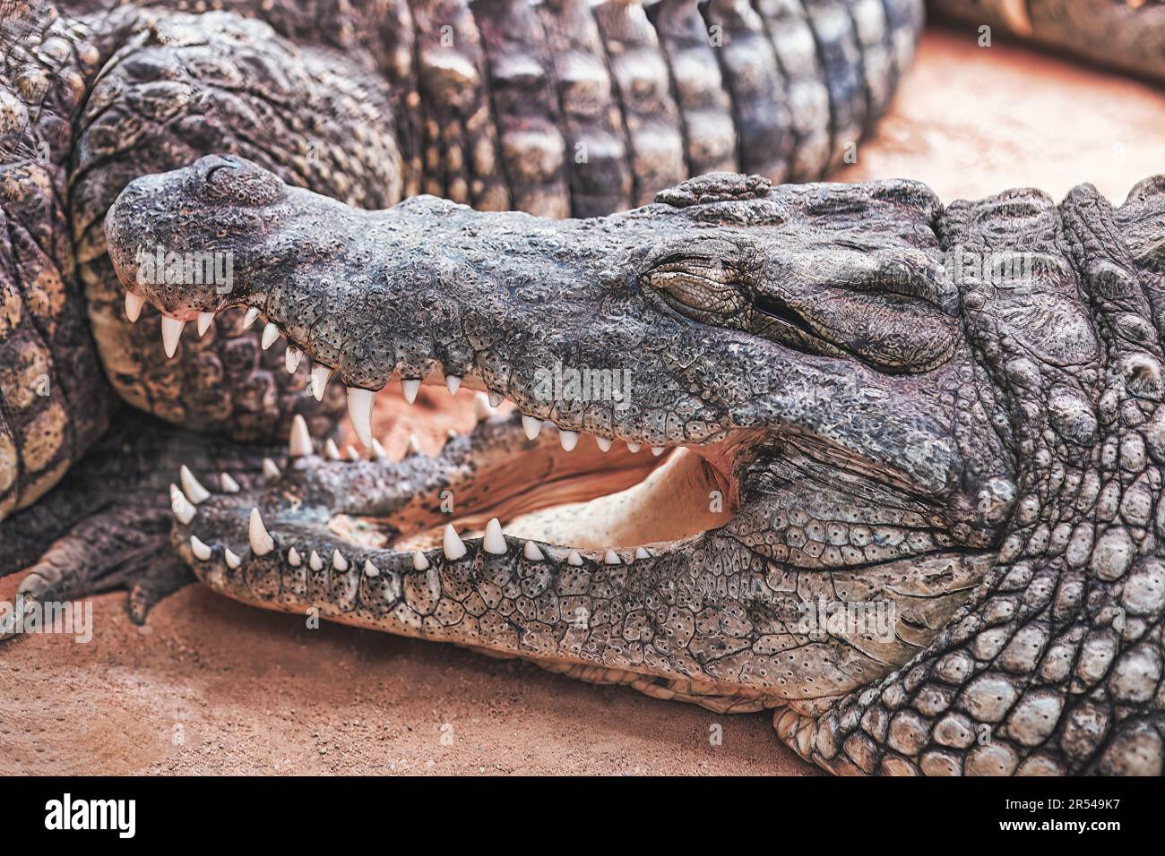 Crocodile with open mouth and closed eyes . Predator is waiting for prey  Stock Photo - Alamy