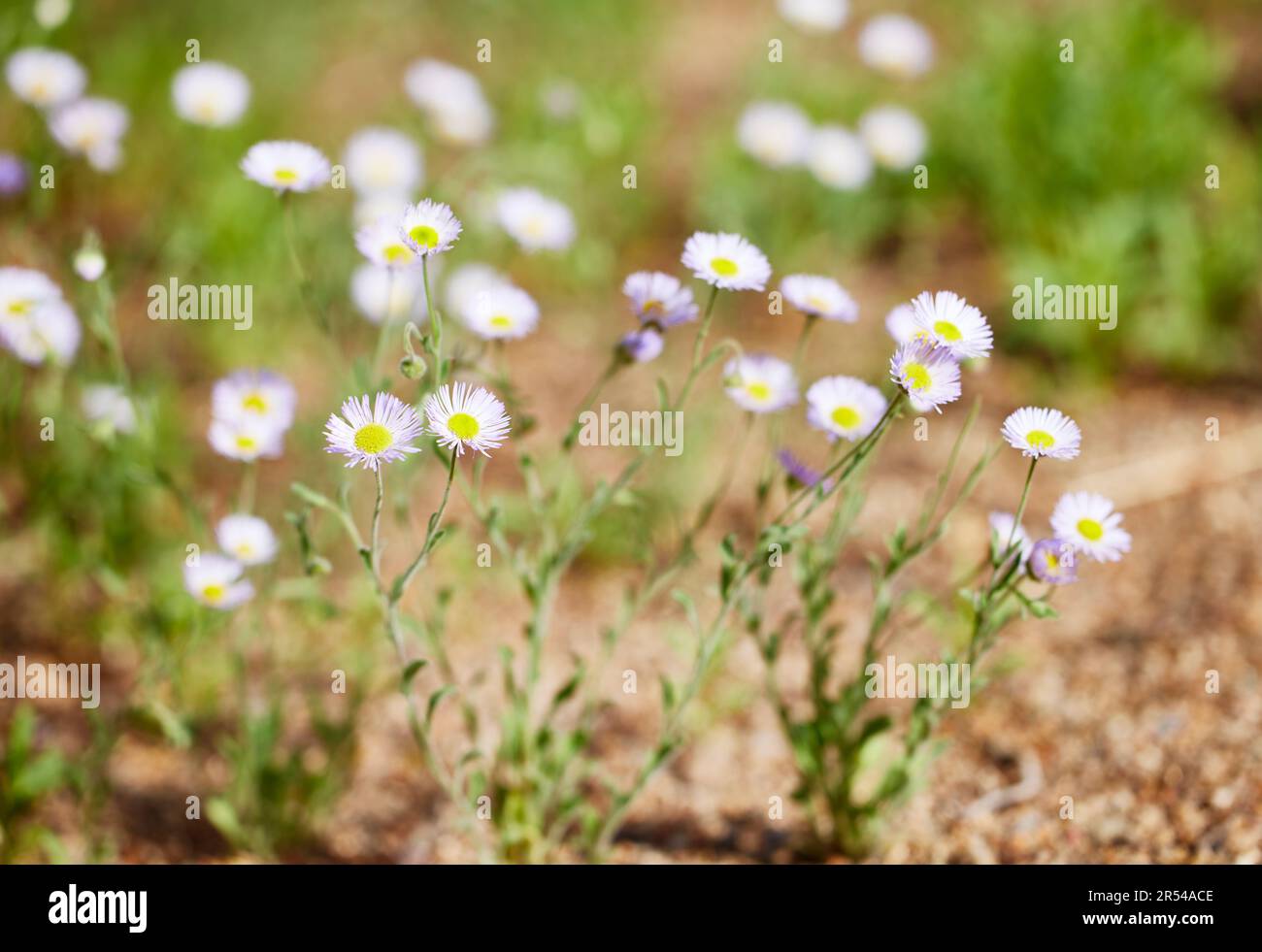 Close up violet wildflowers hi-res stock photography and images - Alamy