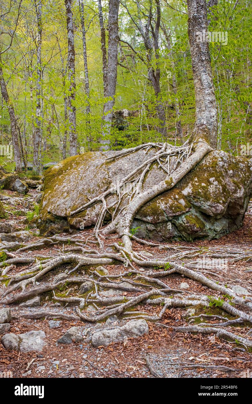 Almost magical the way that these trees grow over the rocks and the roots spread across the rocky terrain i Uisge Ban Provincial Park. Stock Photo