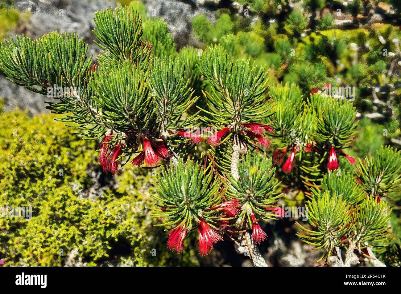 Calothamnus sanguineus or silky-leaved blood flower, a plant in the myrtle family (Myrtaceae), endemic in the southwest of Western Australia Stock Photo