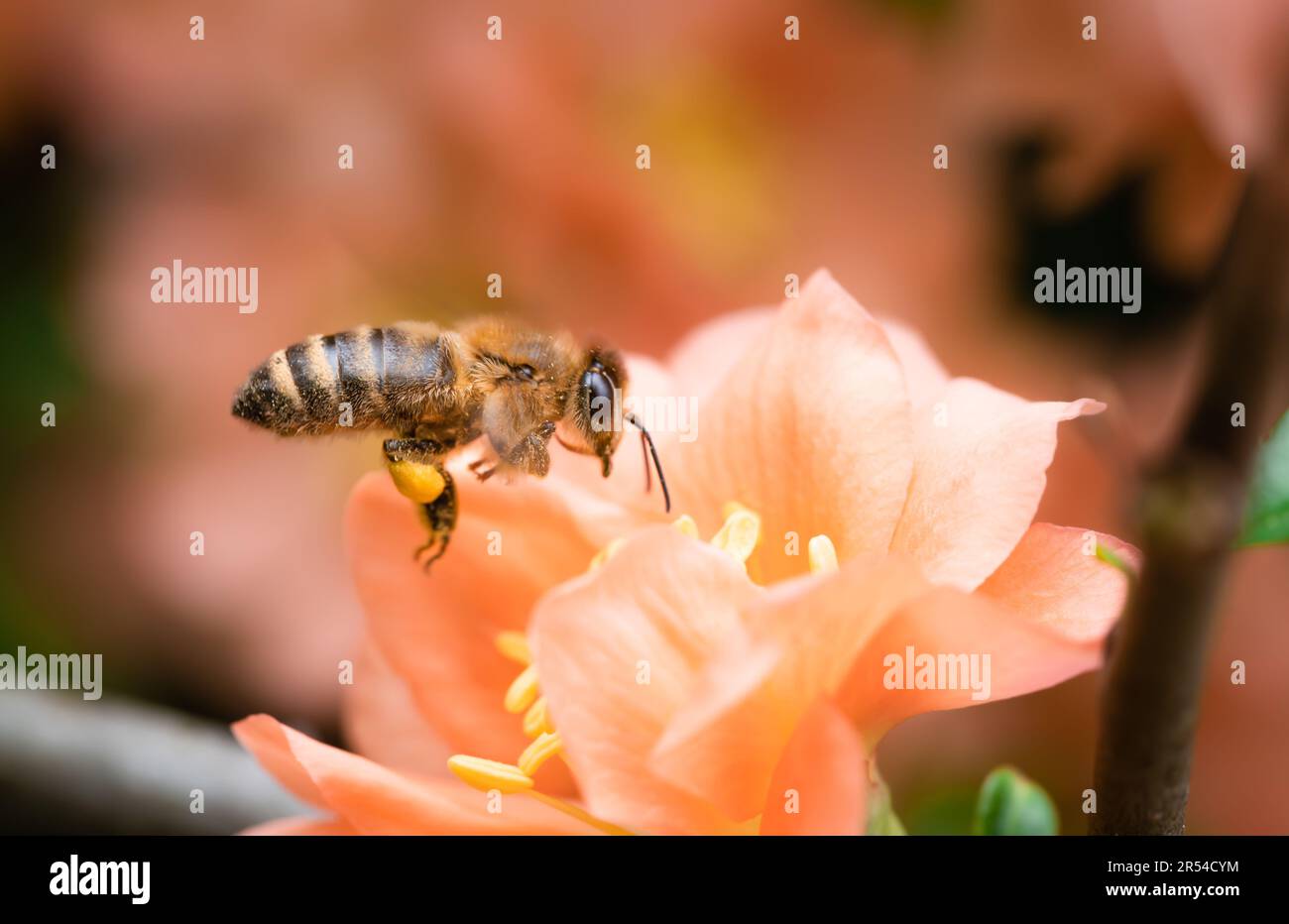 Honey bee with pollen baskets flying to forage on a peach Chaenomeles speciosa Stock Photo