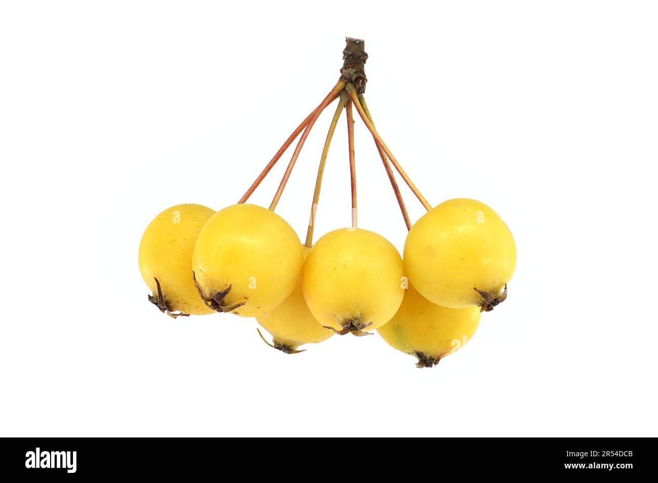 Crab Apple Malus Sylvestris Cut Out Stock Images Pictures Alamy crab-apple-malus-sylvestris-cut-out-stock-images-pictures-alamy