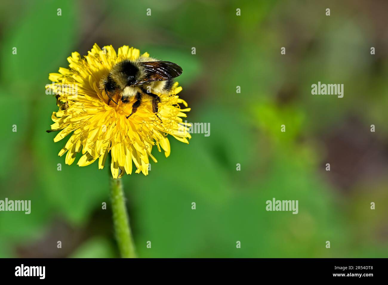 A Bumble Bee drinking nectar from a wild dandelion flower Stock Photo