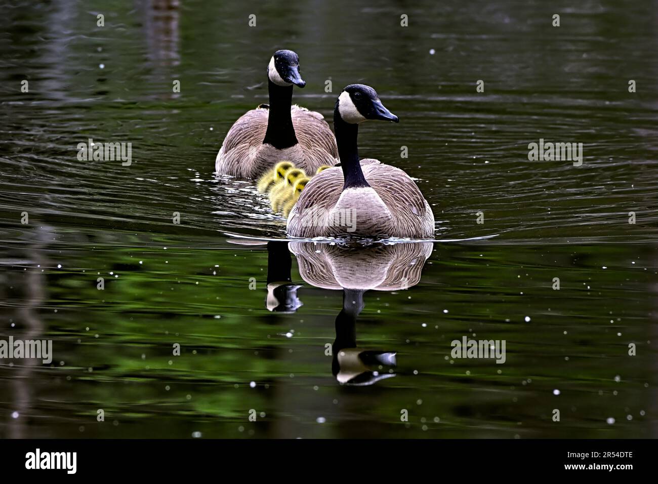 A Canadian Canada Goose family  (Branta canadensis);geese and goslings swimming in line in a wetland marsh in rural Alberta Canada Stock Photo