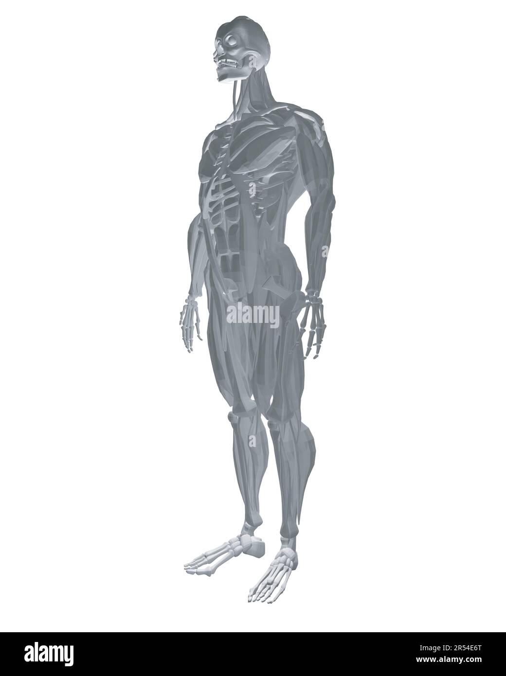 Human anatomy. Male body muscular system model. Anatomy of male muscular system - posterior and anterior view - full body. Polygonal body of man. 3D. Stock Vector