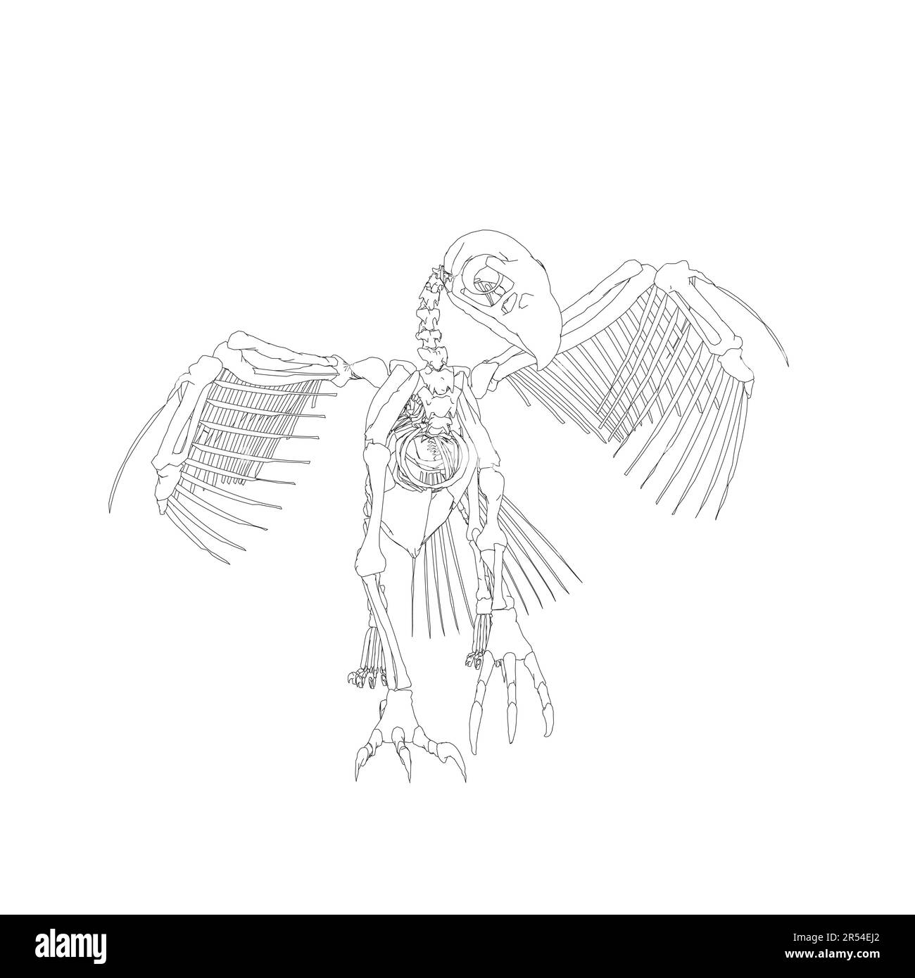 Vector antique engraving drawing illustration of bird skeleton isolated on white background. 3D. Detailed outline of the skeleton of an ancient bird.. Stock Vector
