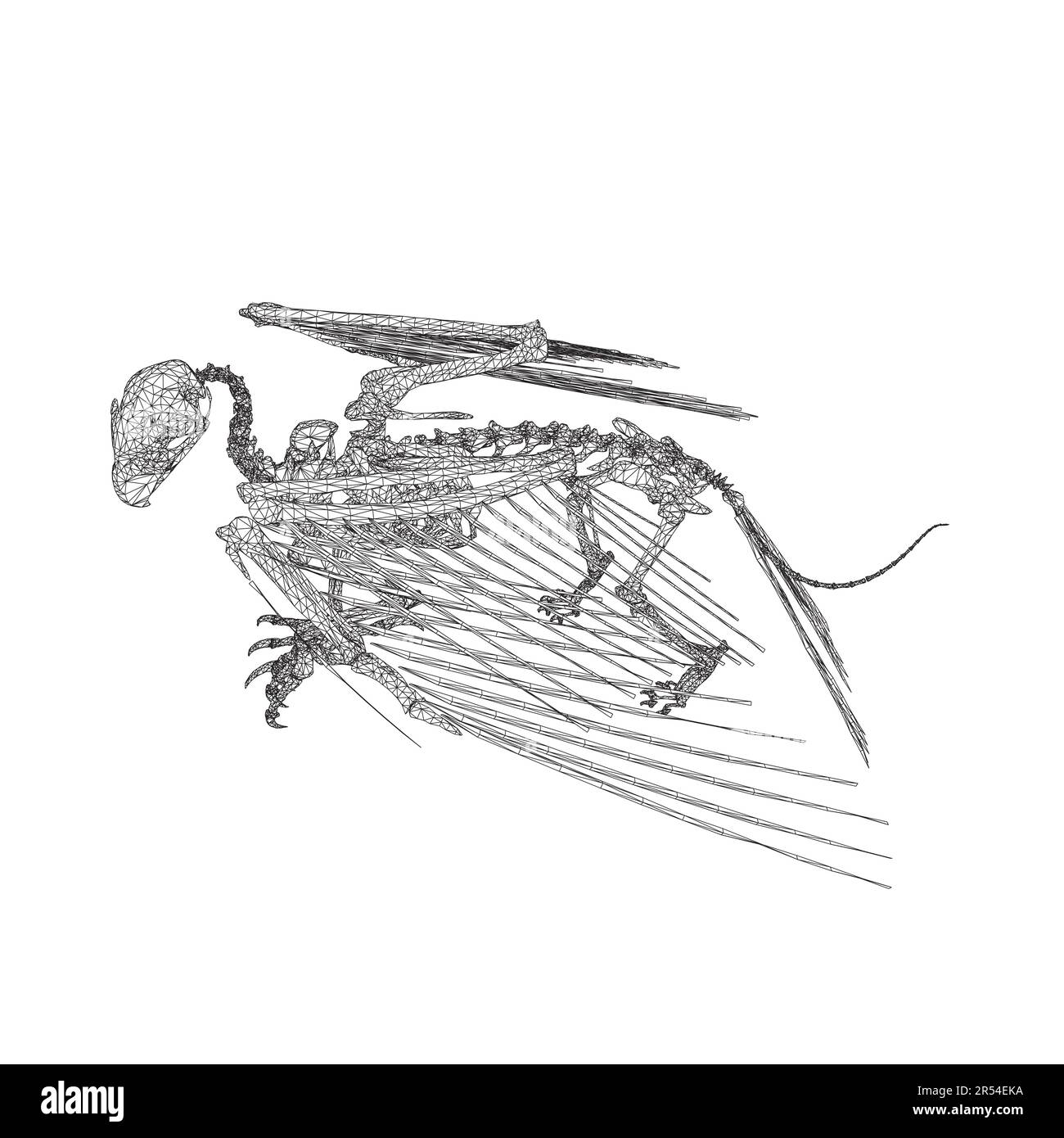 Bird animal skeleton vector illustration isolated on white background, Hand draw skeleton raven. Digital doodle Animal skull bones, skeleton vector si Stock Vector