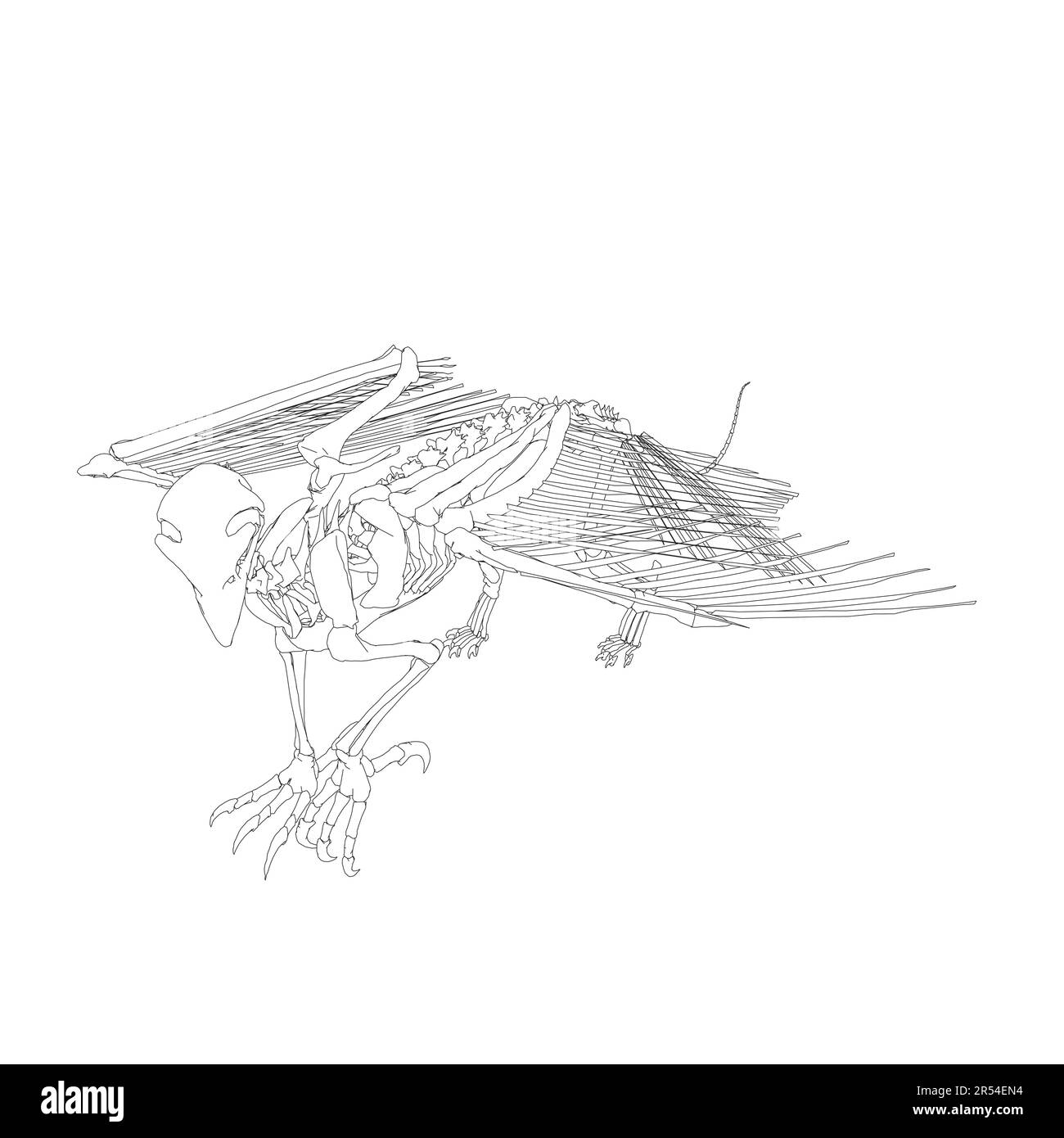 Vector antique engraving drawing illustration of bird skeleton isolated on white background. 3D. Detailed outline of the skeleton of an ancient bird.. Stock Vector