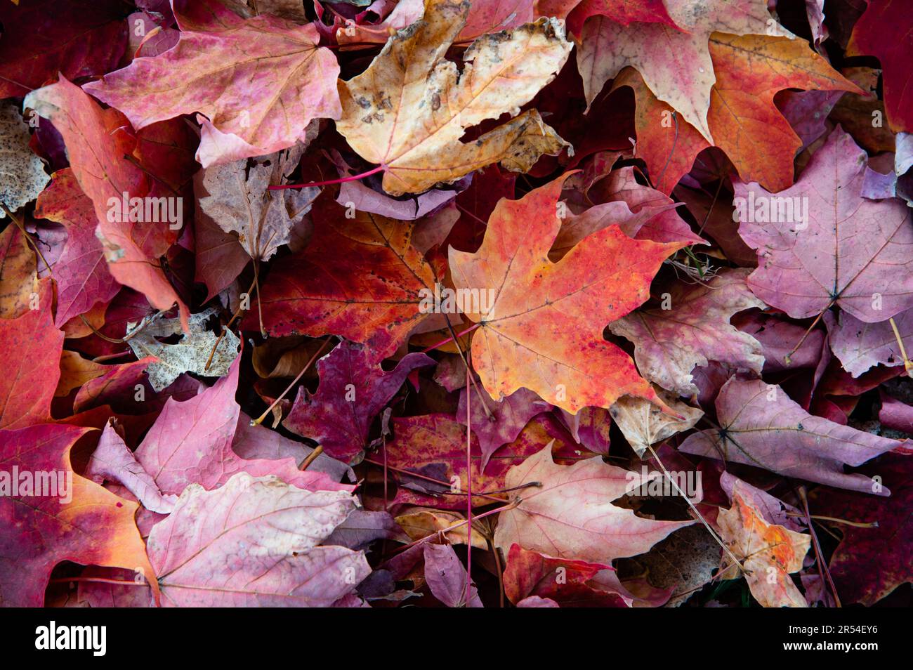 A pile of red and orange maple leaves Stock Photo