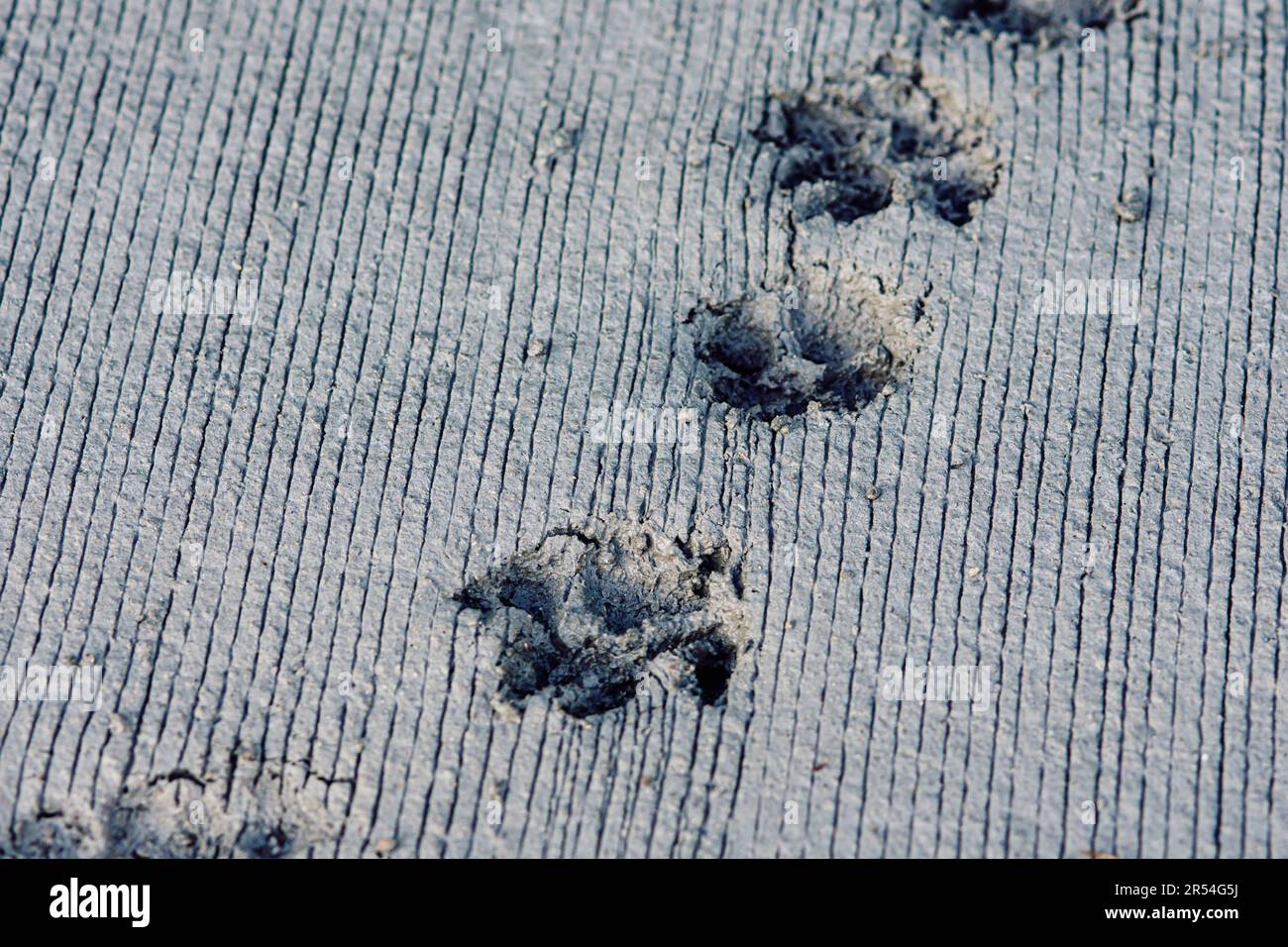 Footprint of dog on cement floor, concrete road. Stock Photo