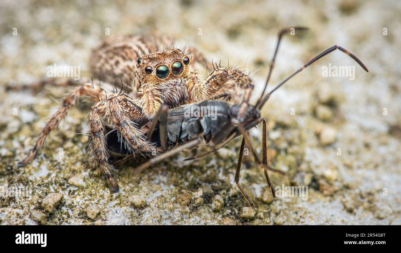 Jumping spider eating black prey on cement floor, Selective focus