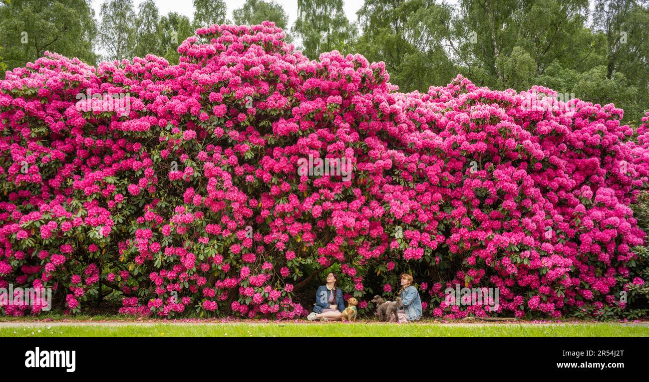 Hughe Rhododendron Gigantic blooms hi-res stock photography and images - Alamy