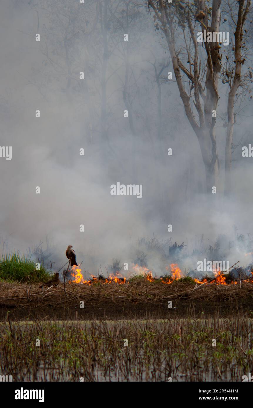 Fire, Smoke,Hazard Reduction Burn, Hastie Swamp, Australia Stock Photo