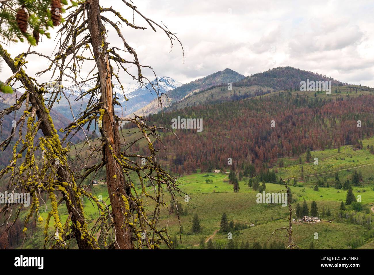 A house with damage from wildfires is surrounded by charred evergreen trees in the North Cascade mountains near Winthrop, Washington, USA. Stock Photo