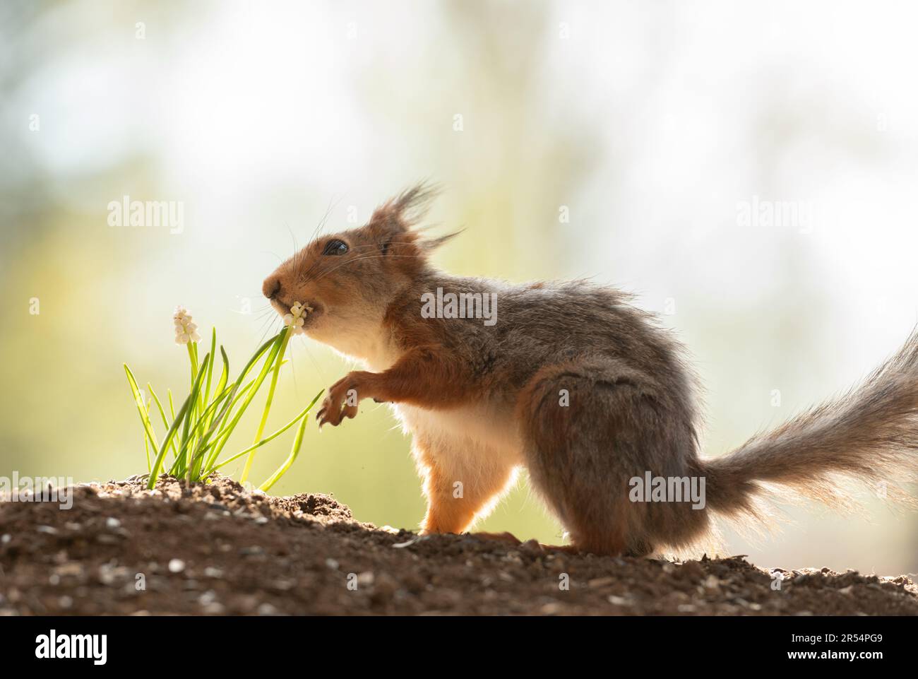 red squirrel is eating white flowers Stock Photo
