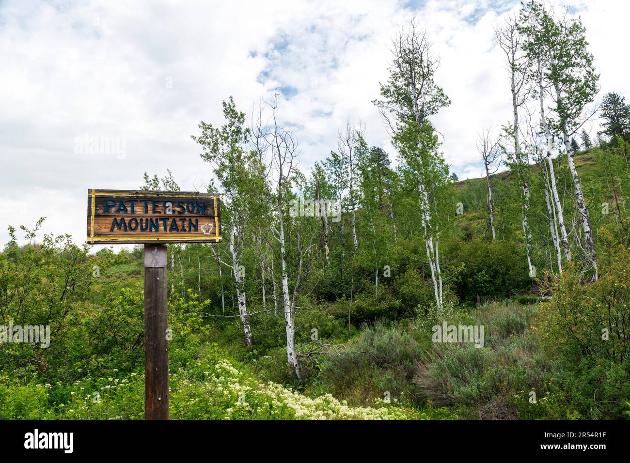 A wooden sign indicating Patterson Mountain is surrounded by greenery and young aspen trees near Winthrop, Washington, USA. Stock Photo