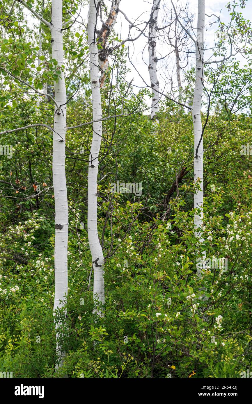The slender white trunks of aspen trees stand in contrast to the spring green foliage around them. Stock Photo