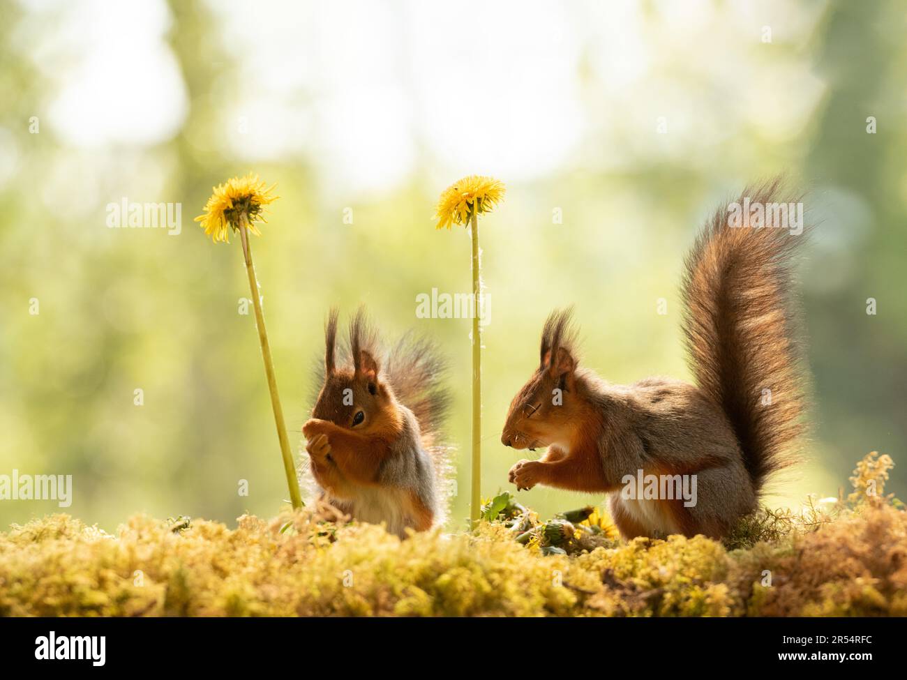 Red Squirrels with dandelion flowers Stock Photo - Alamy