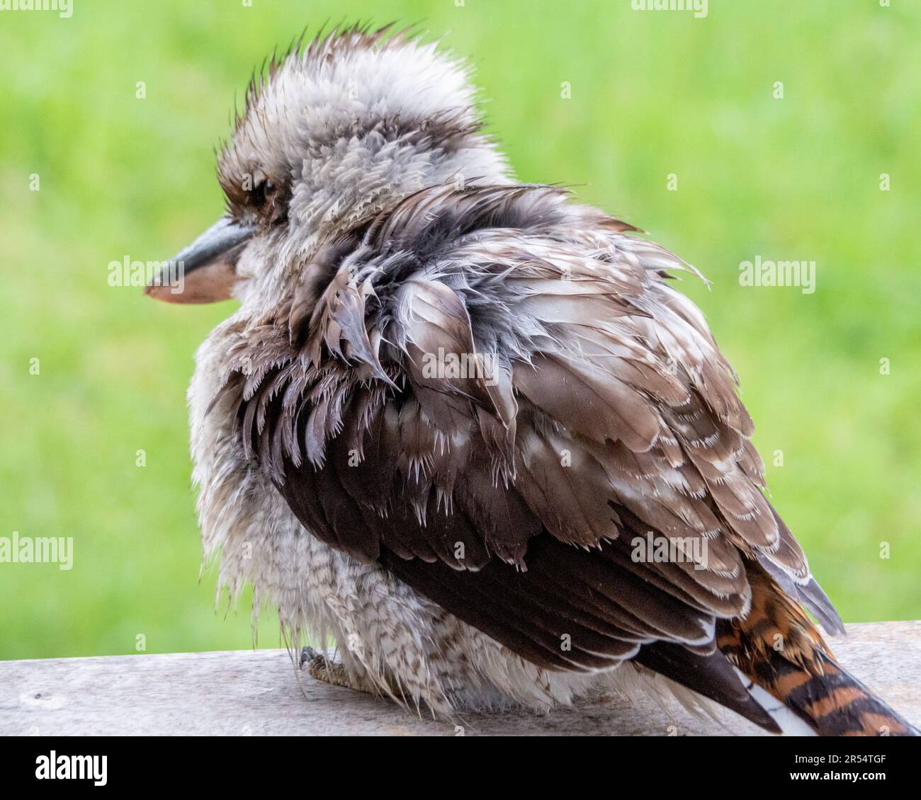 A puffed up fluffy feathered Kookaburra sitting on a railing taking a
