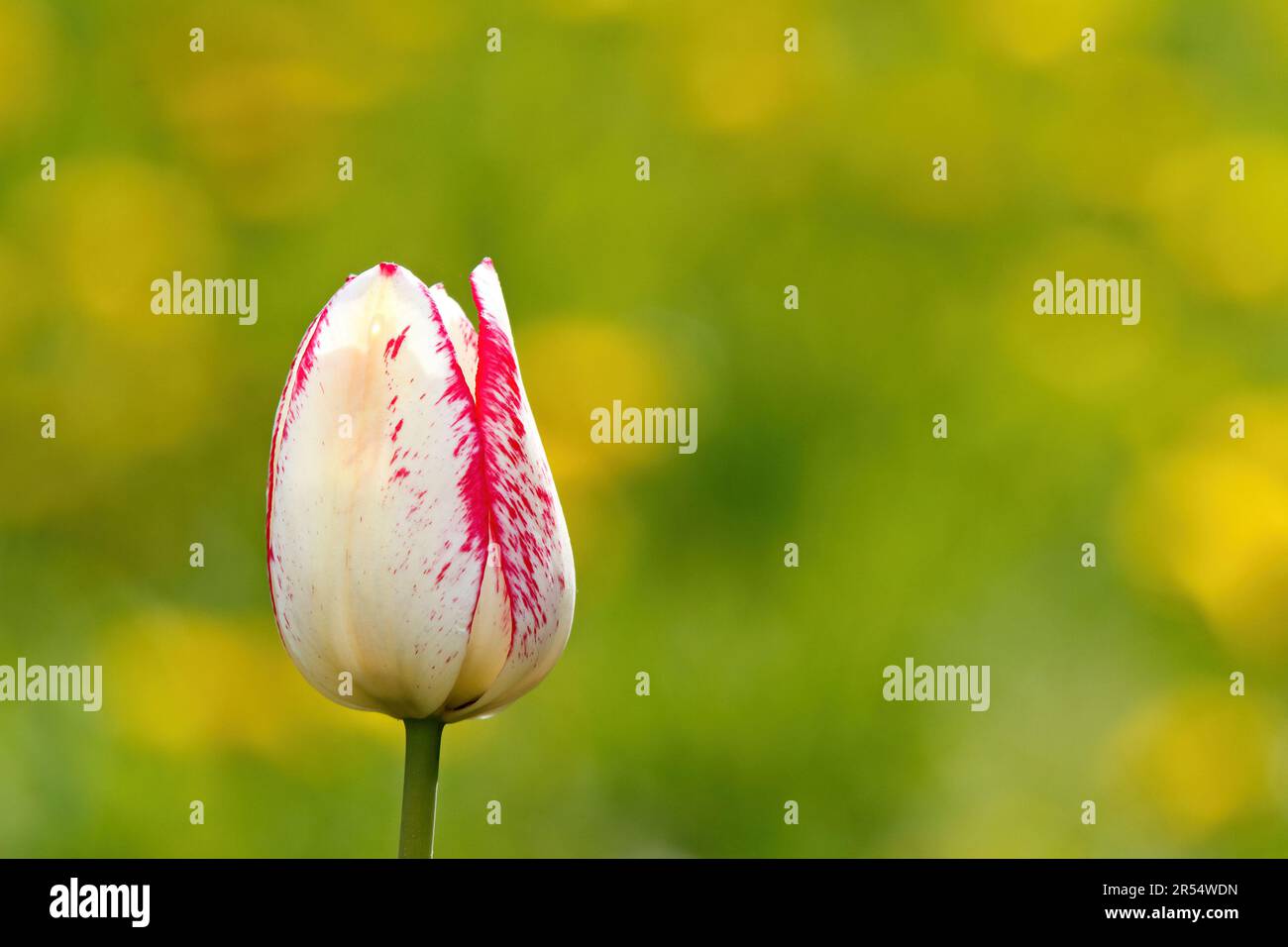 A beautiful pink and white tulip blooming next to afield of bright dandelions Stock Photo