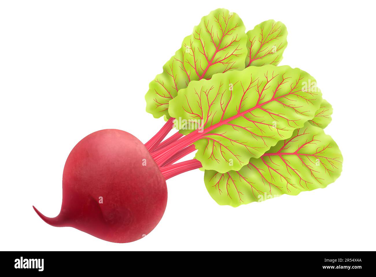 Fresh beet with leaf. Realistic 3d vector illustration. Isolated white background. Juicy beetroot. vegetable. Organic food. Natural Root. Vegetable In Stock Vector