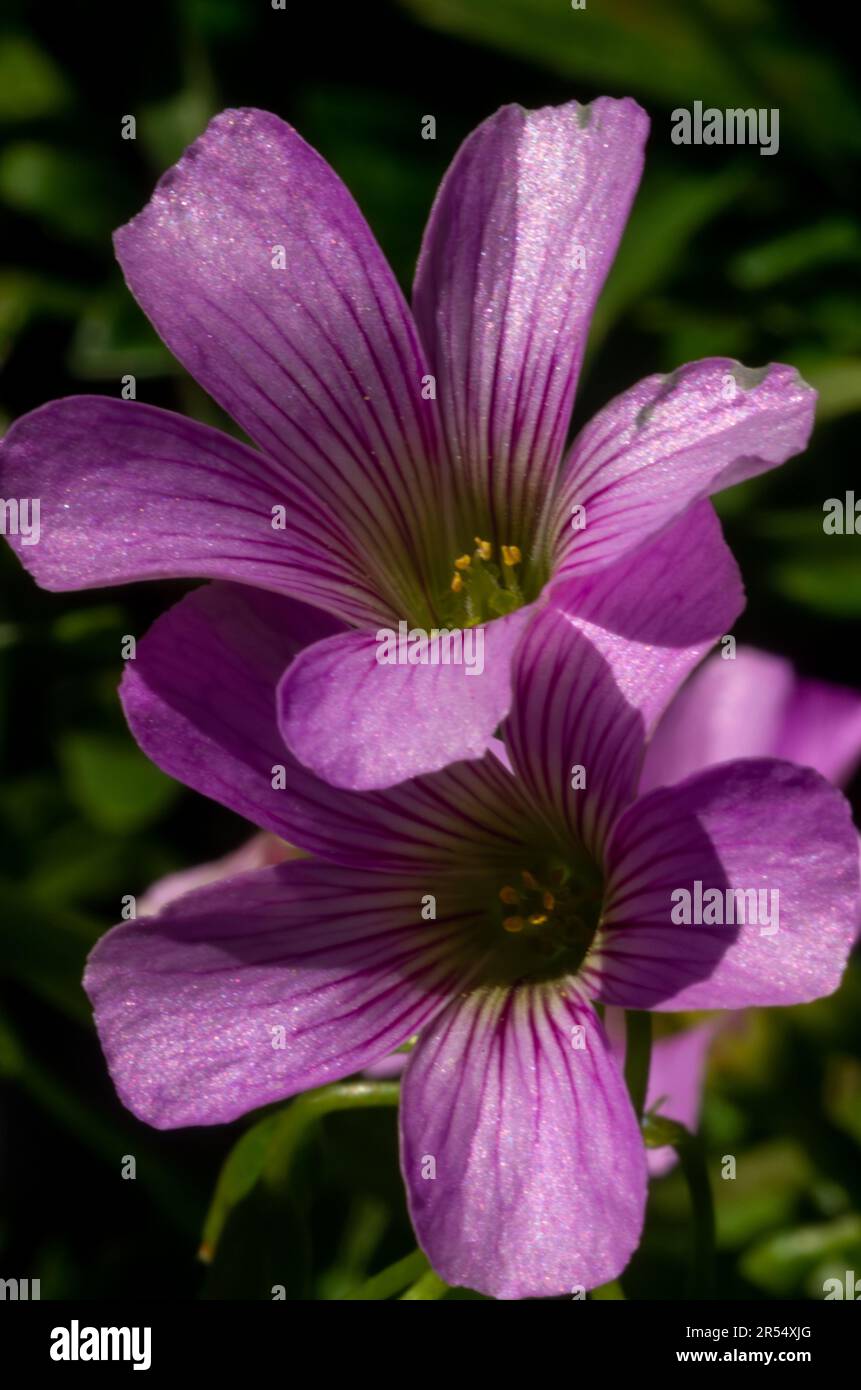 Creeping Oxalis Flower, Oxalis articulata Stock Photo