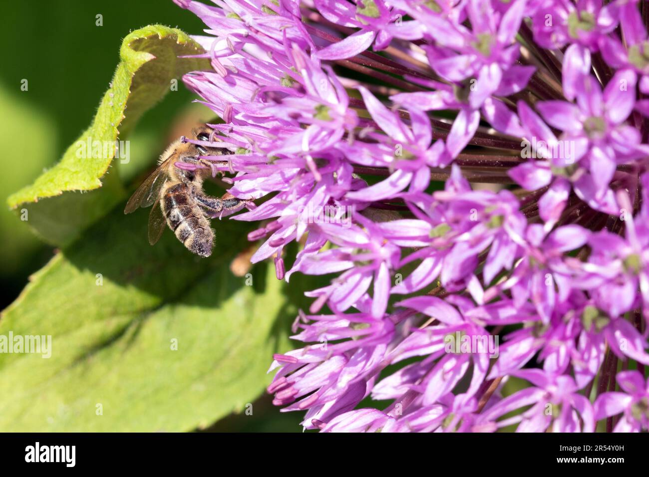 Straw spring onion flower hi-res stock photography and images - Alamy