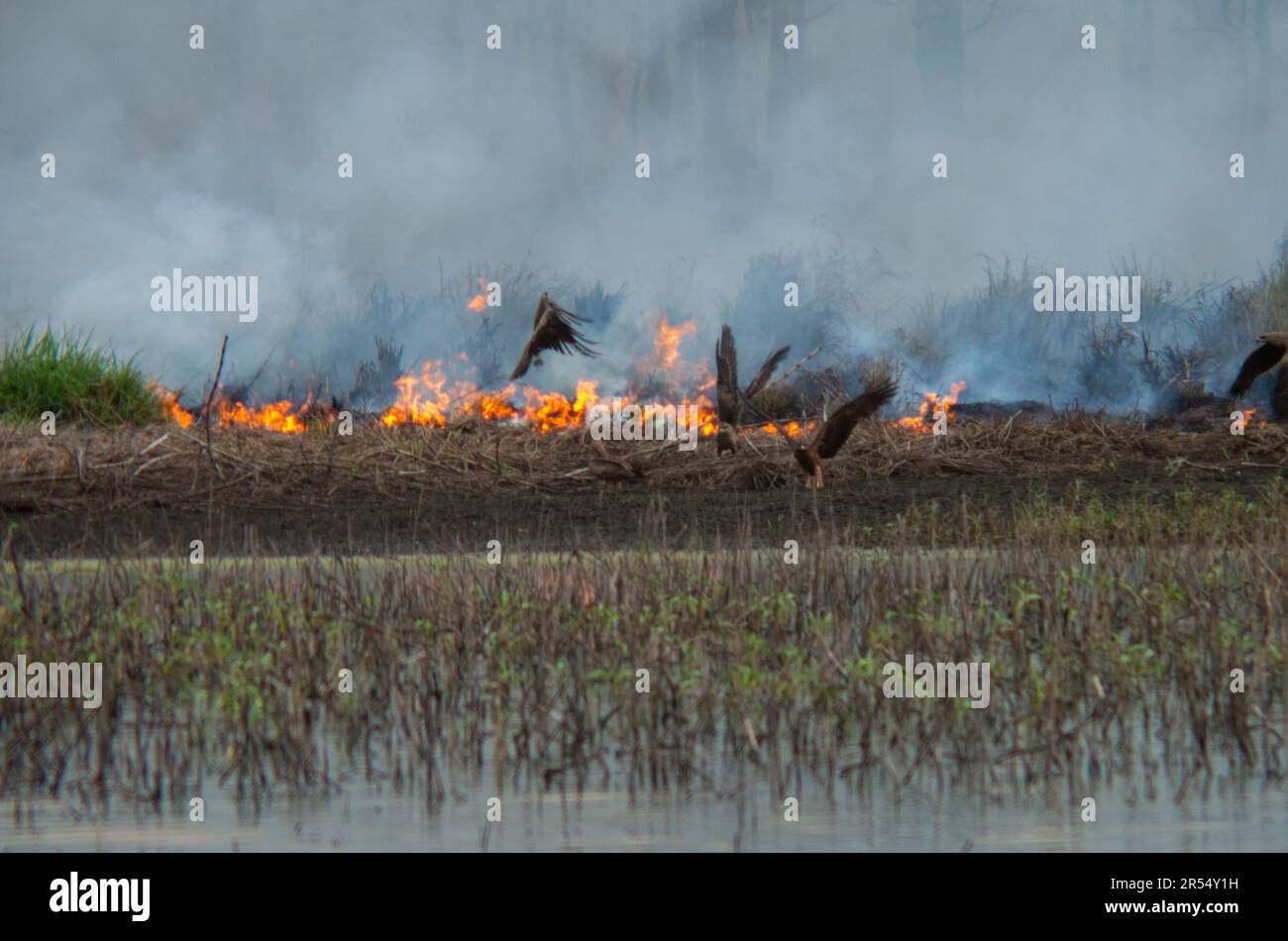 Fire, Smoke,Hazard Reduction Burn, Hastie Swamp, Australia Stock Photo