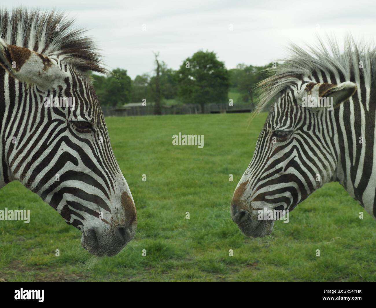 Two zebras, caption needed Stock Photo Alamy