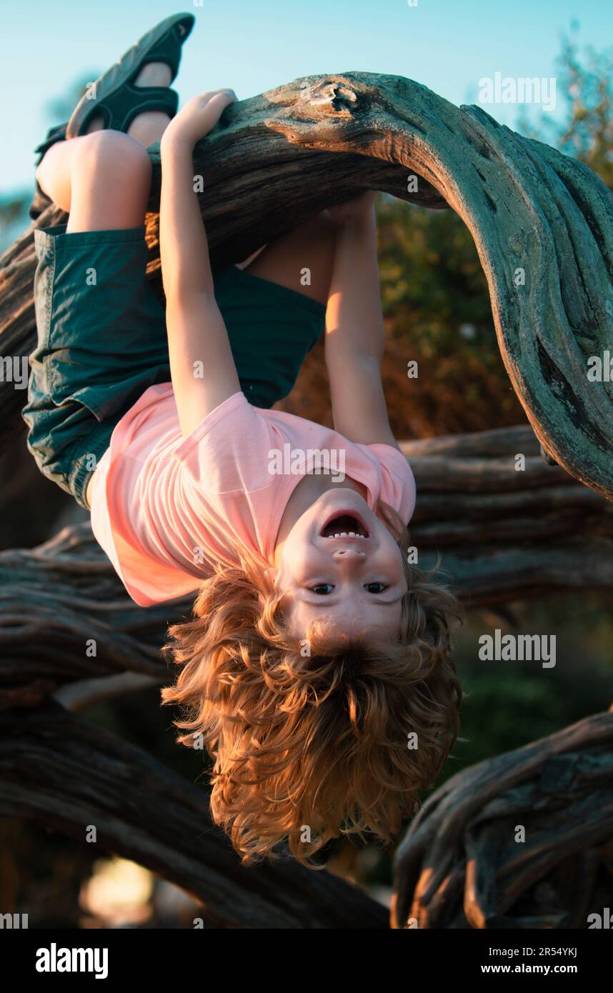 Kid climbing tree. Young boy playing and climbing a tree and hanging upside down. Child playing in a park. Stock Photo