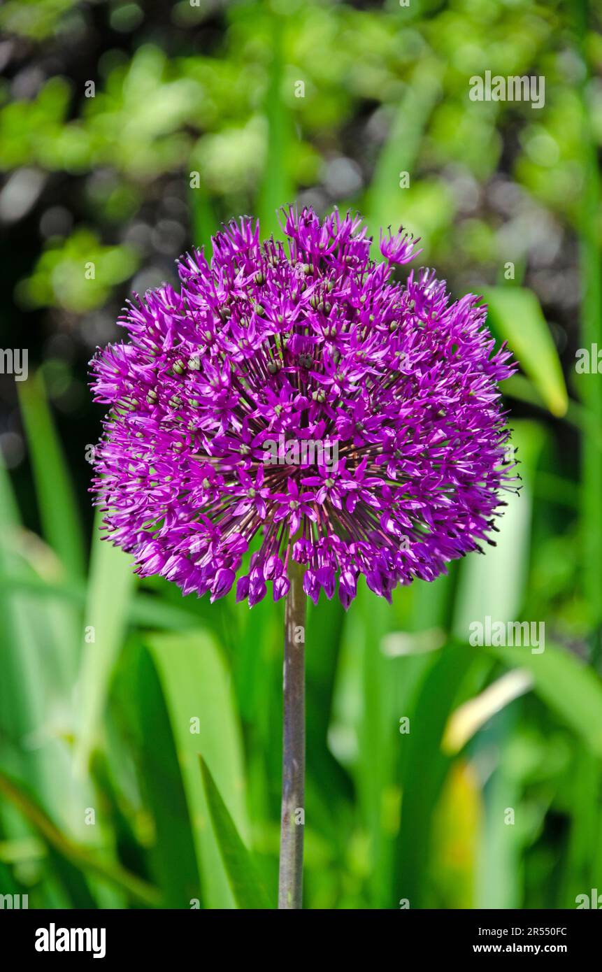 Straw spring onion flower hi-res stock photography and images - Alamy