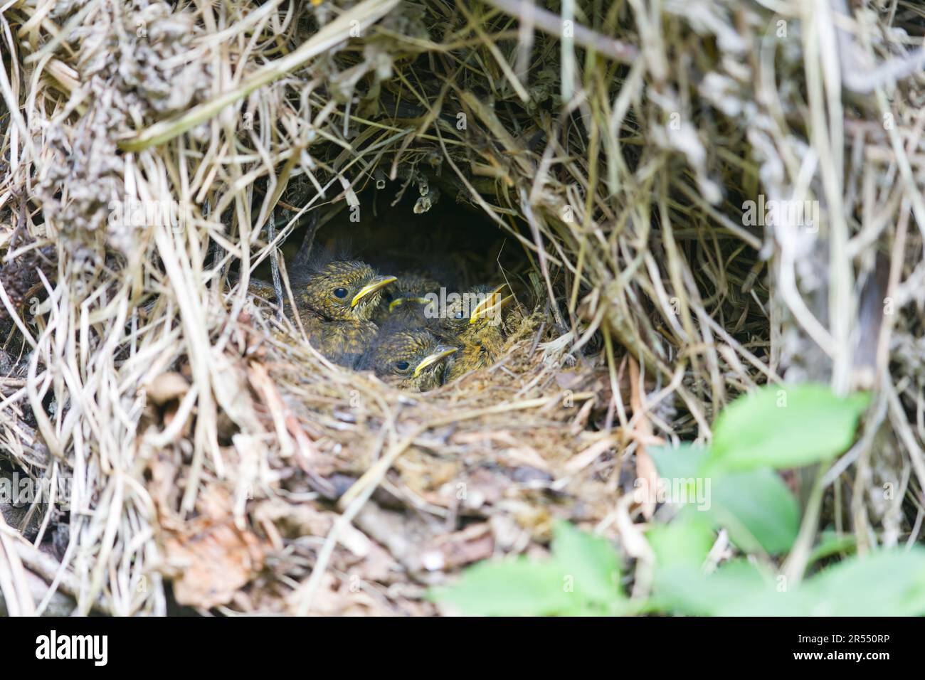 European robin Erithacus rubecula, 4 chicks in nest, Suffolk, England, May Stock Photo