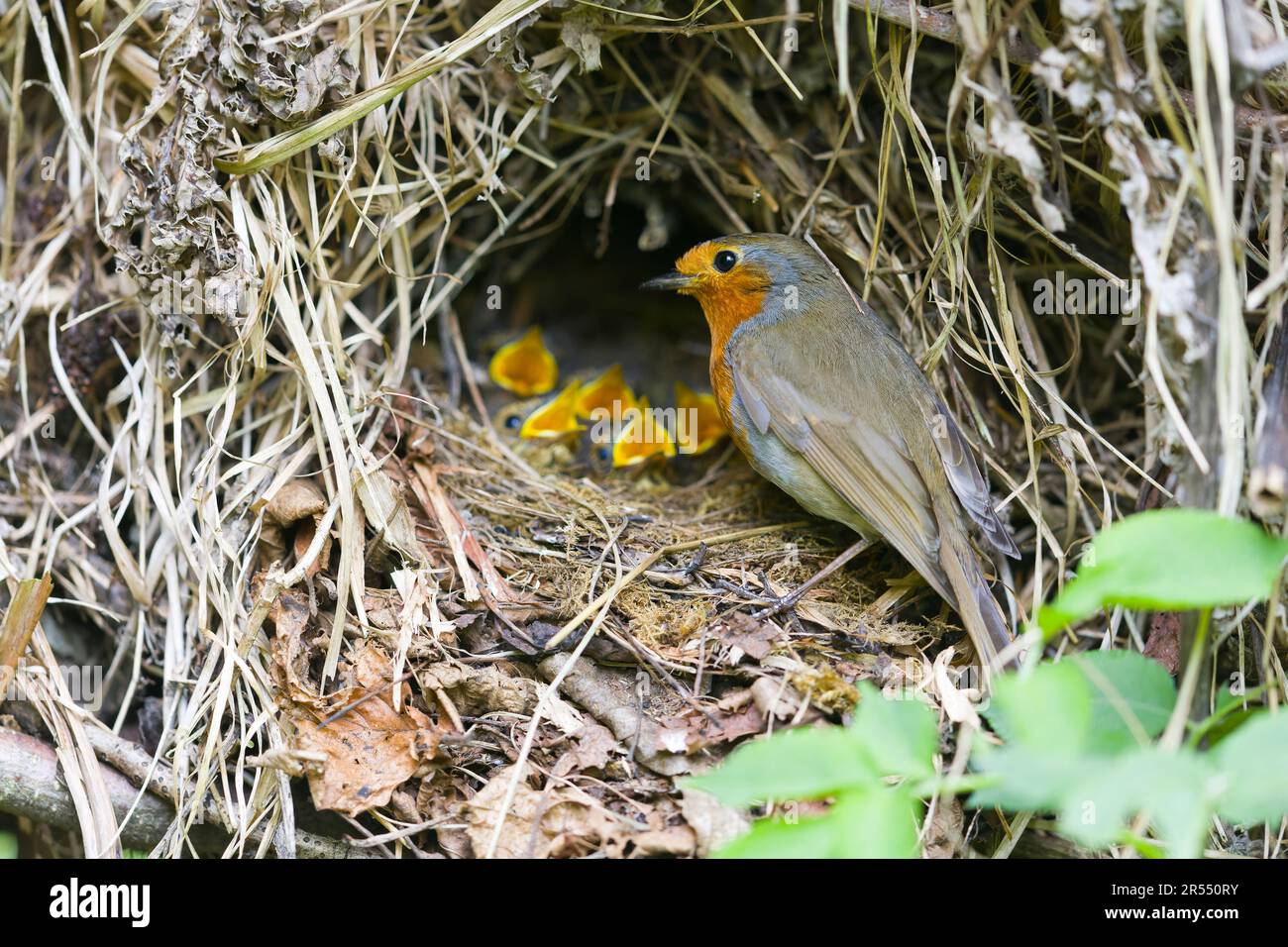 European robin Erithacus rubecula, adult at nest with chicks, Suffolk, England, May Stock Photo